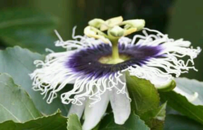 The passion fruit flower blossom components are often used to symbolize the events in the last hours of the life of Christ, the Passion of Christ. Described in the post.