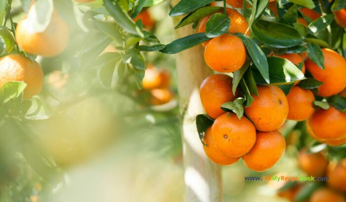 oranges on the tree, the season for juicing and popsicles.